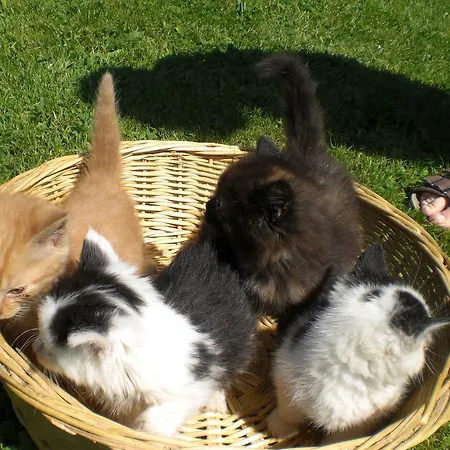 塔克萨霍夫酒店 4* 拉德施塔特